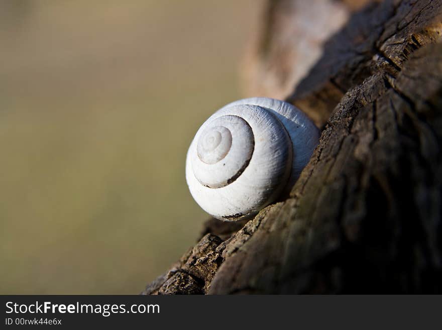 White single snail shell macro close up on the tree