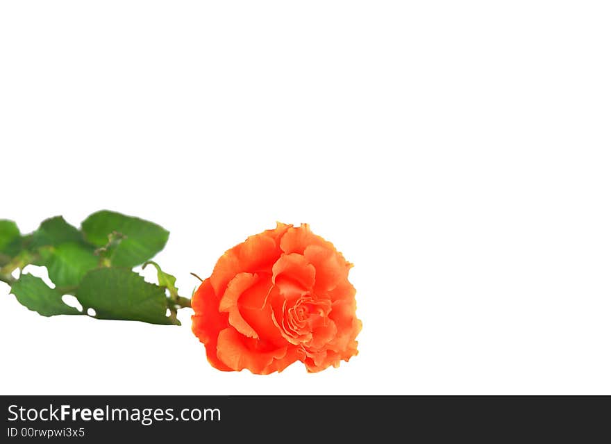 Beautiful red rose isolated on white background