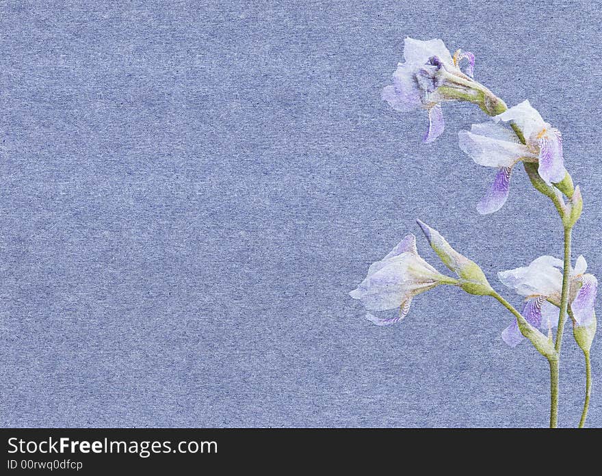 Paper with irises