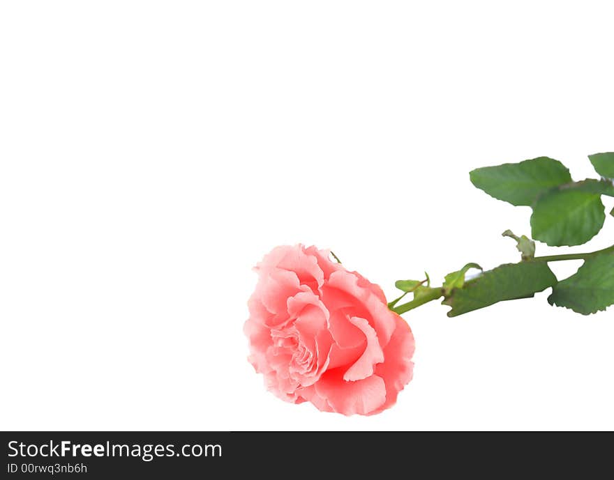 Pink rose isolated