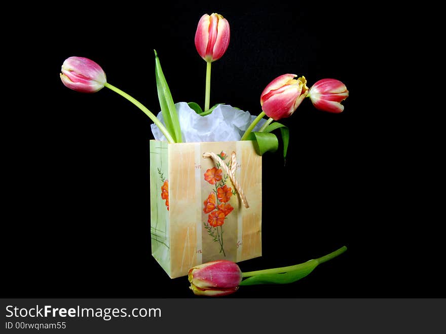 Fresh spring tulips in a gift bag. Fresh spring tulips in a gift bag.