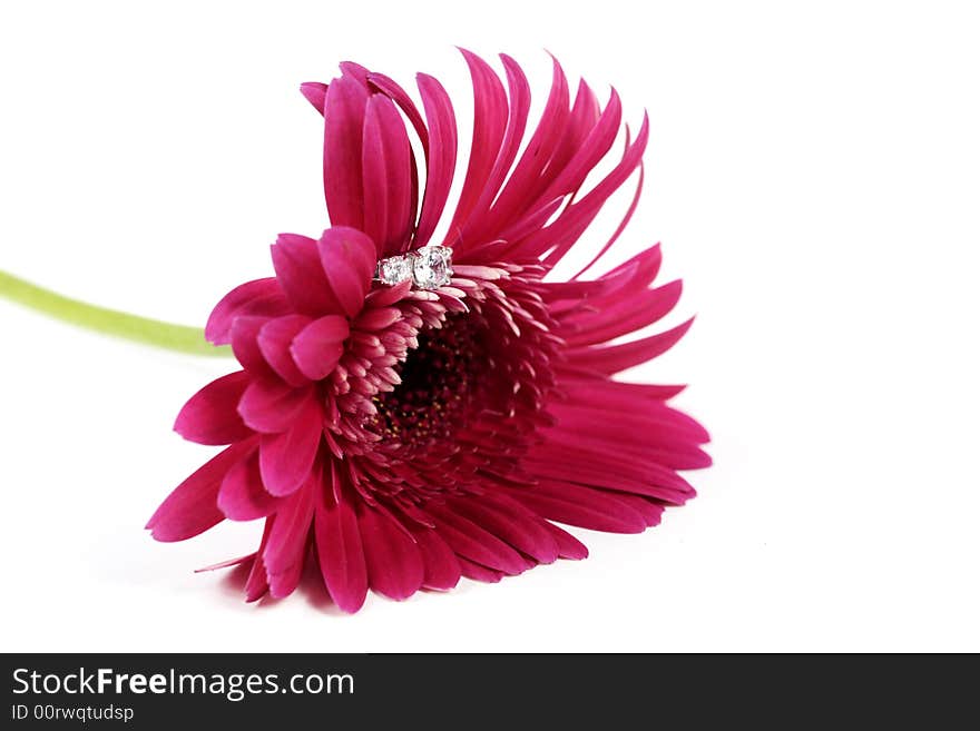 Pink Flower With Ring