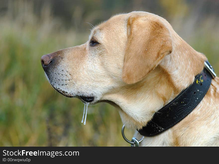 Portrait of gold labrador retriever