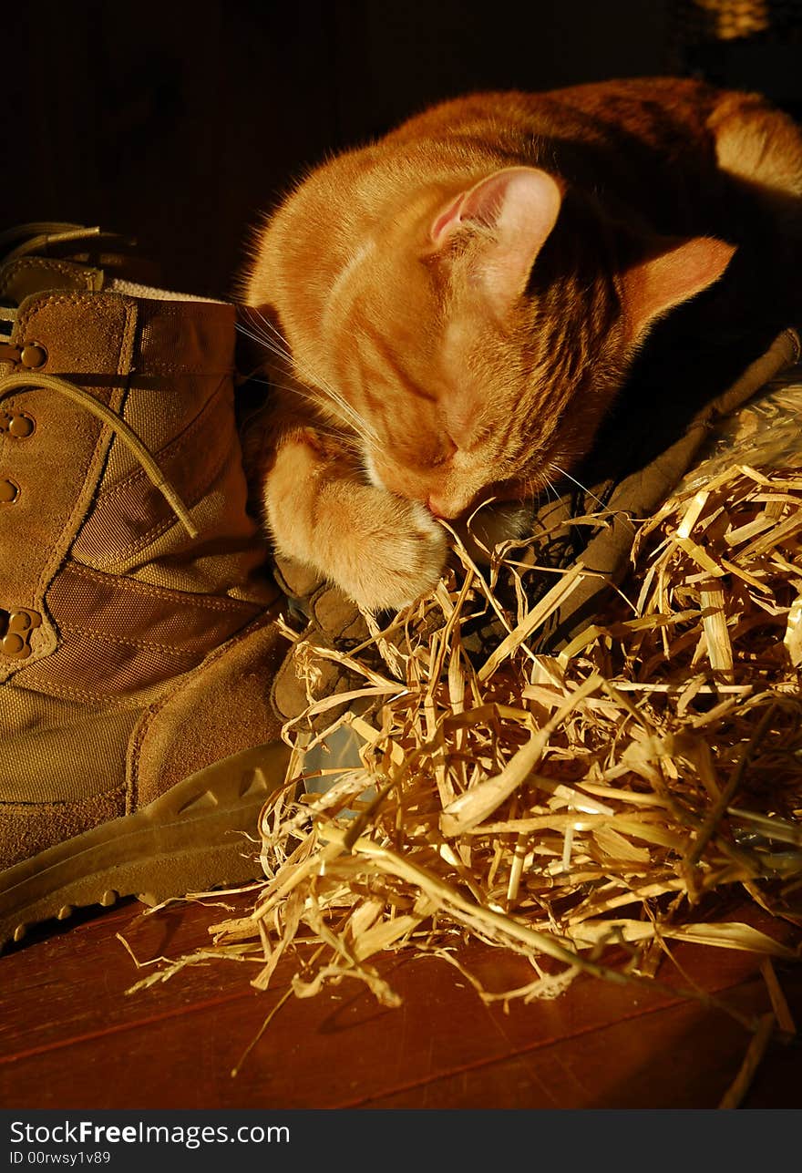 Ginger cat sitting on straw bale, gloves and boots licking his paw. Ginger cat sitting on straw bale, gloves and boots licking his paw.