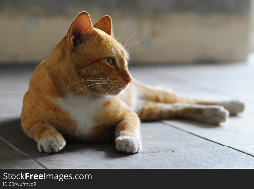 Cat sunbathing