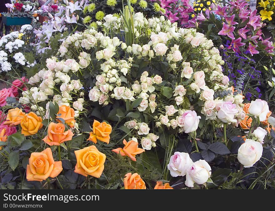 Blossoming bush of pink roses