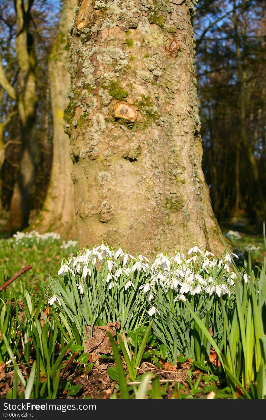 A clump of snowdrops around the base of a tree in a wood. A clump of snowdrops around the base of a tree in a wood