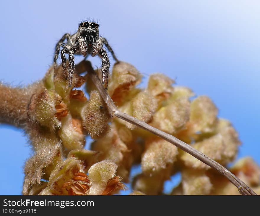 This little jumpspider looks a bit scared to walk over the small branch in front of him. This little jumpspider looks a bit scared to walk over the small branch in front of him.