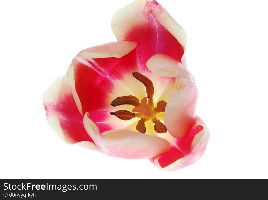 Open Pink Tulip Isolated on a white backgrund