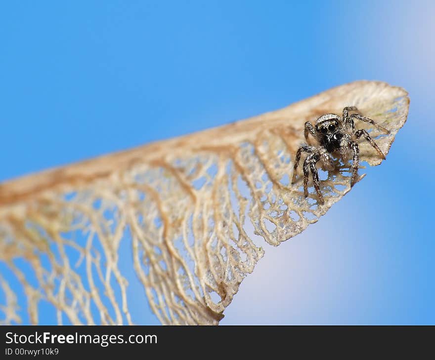 Flying spider