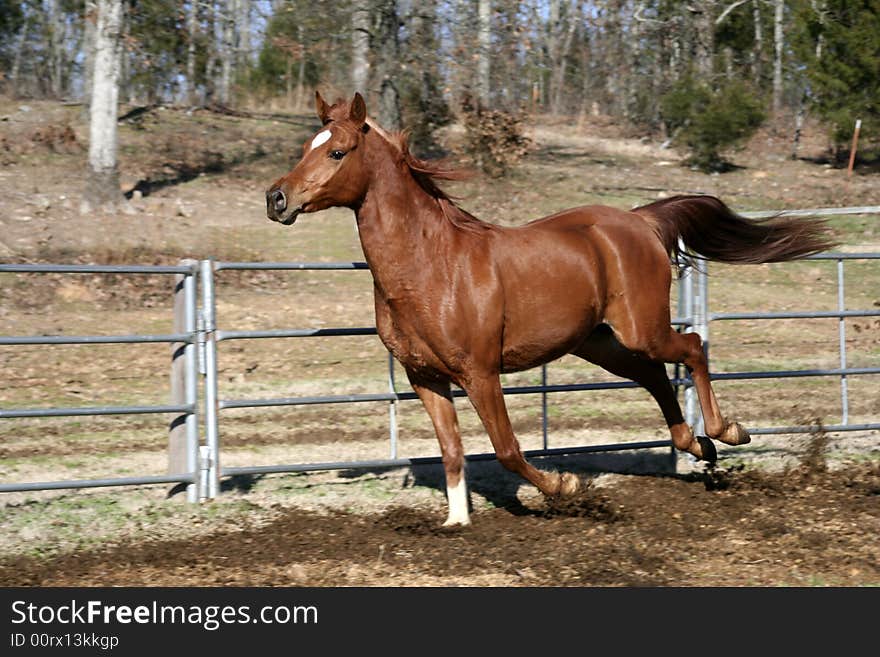 Arabian running down fence line. Arabian running down fence line