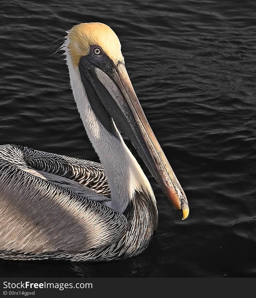 A beautiful colored brown pelican is slowly swimming in the ocean. A beautiful colored brown pelican is slowly swimming in the ocean