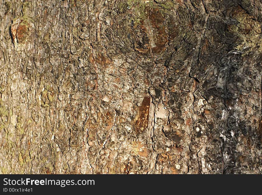 Tree Bark Texture