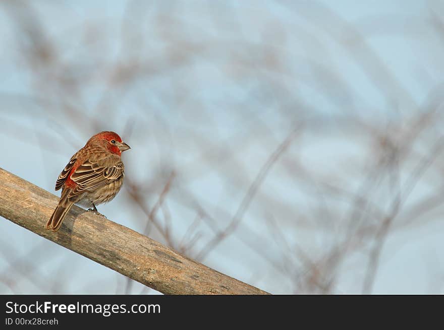 A house finch perched on an old bare limb on a winter day. A house finch perched on an old bare limb on a winter day.