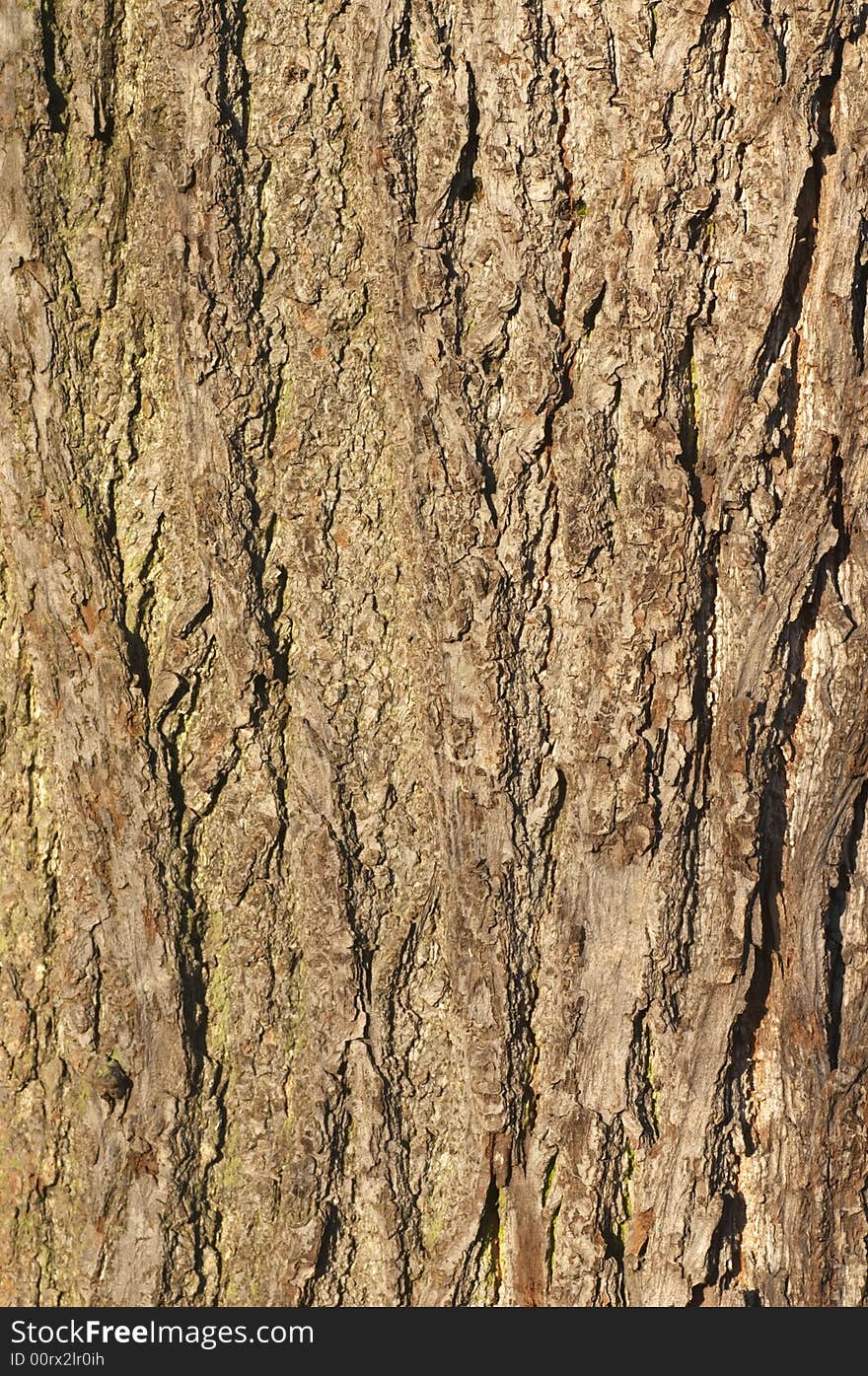 Bark