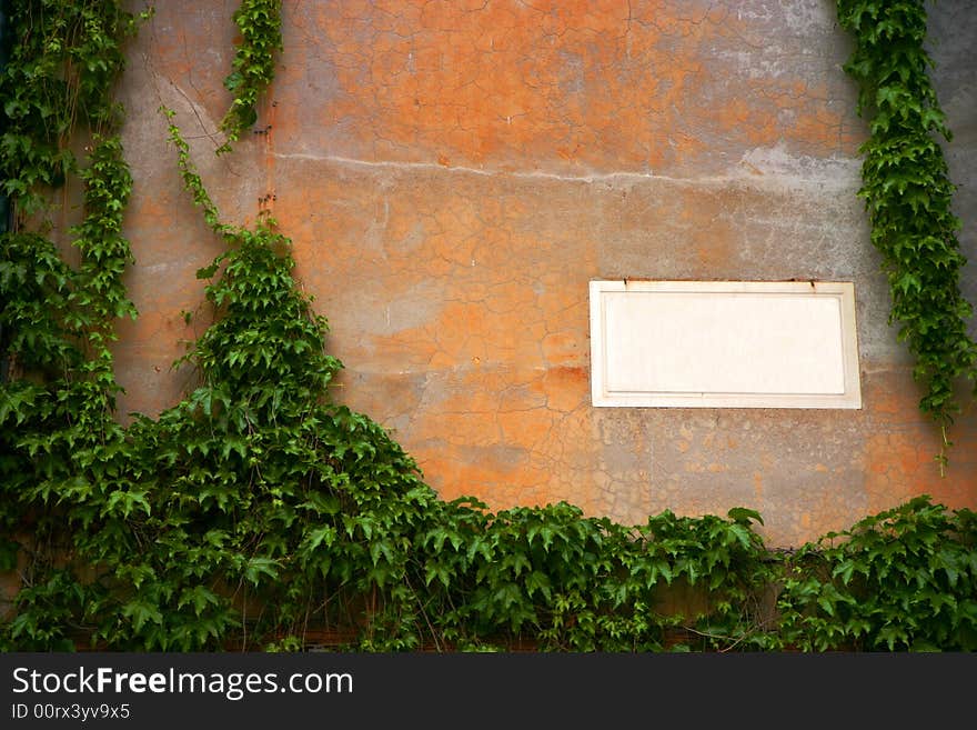 Empty panel on a old wall, framed by vine (can easily be customized). Empty panel on a old wall, framed by vine (can easily be customized)