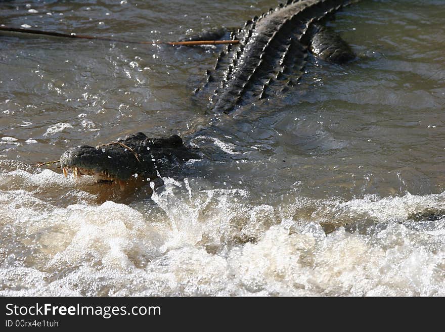 Close shot of an captured alligator in a muddy river. Close shot of an captured alligator in a muddy river.