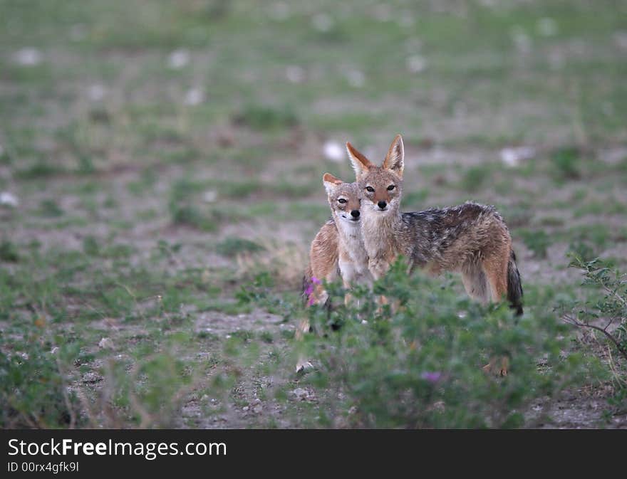 Photography of two small wild animals looking in camera. Tripod. Africa.