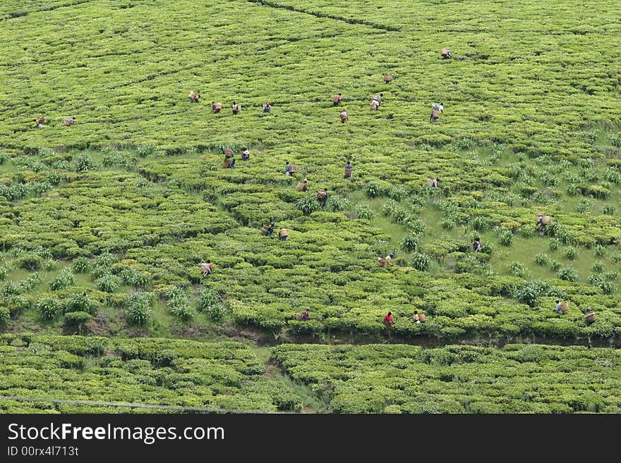 African agricultural work