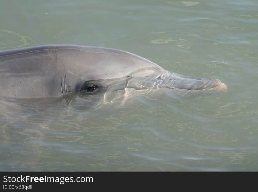 Close shot of a dolphin in a shoal water. Australia.