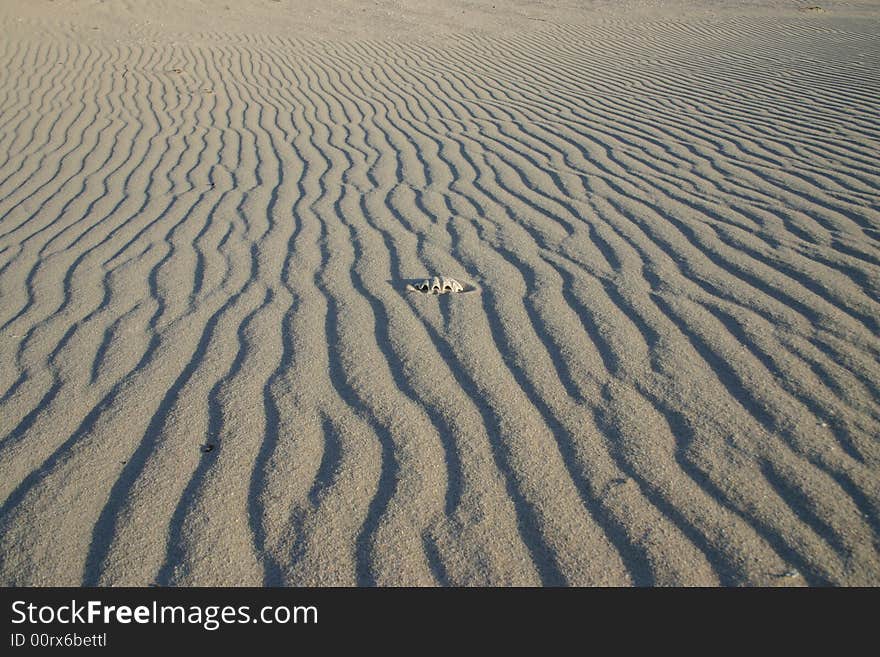 Sand pattern with one shell peeking out of the sand . Australia.