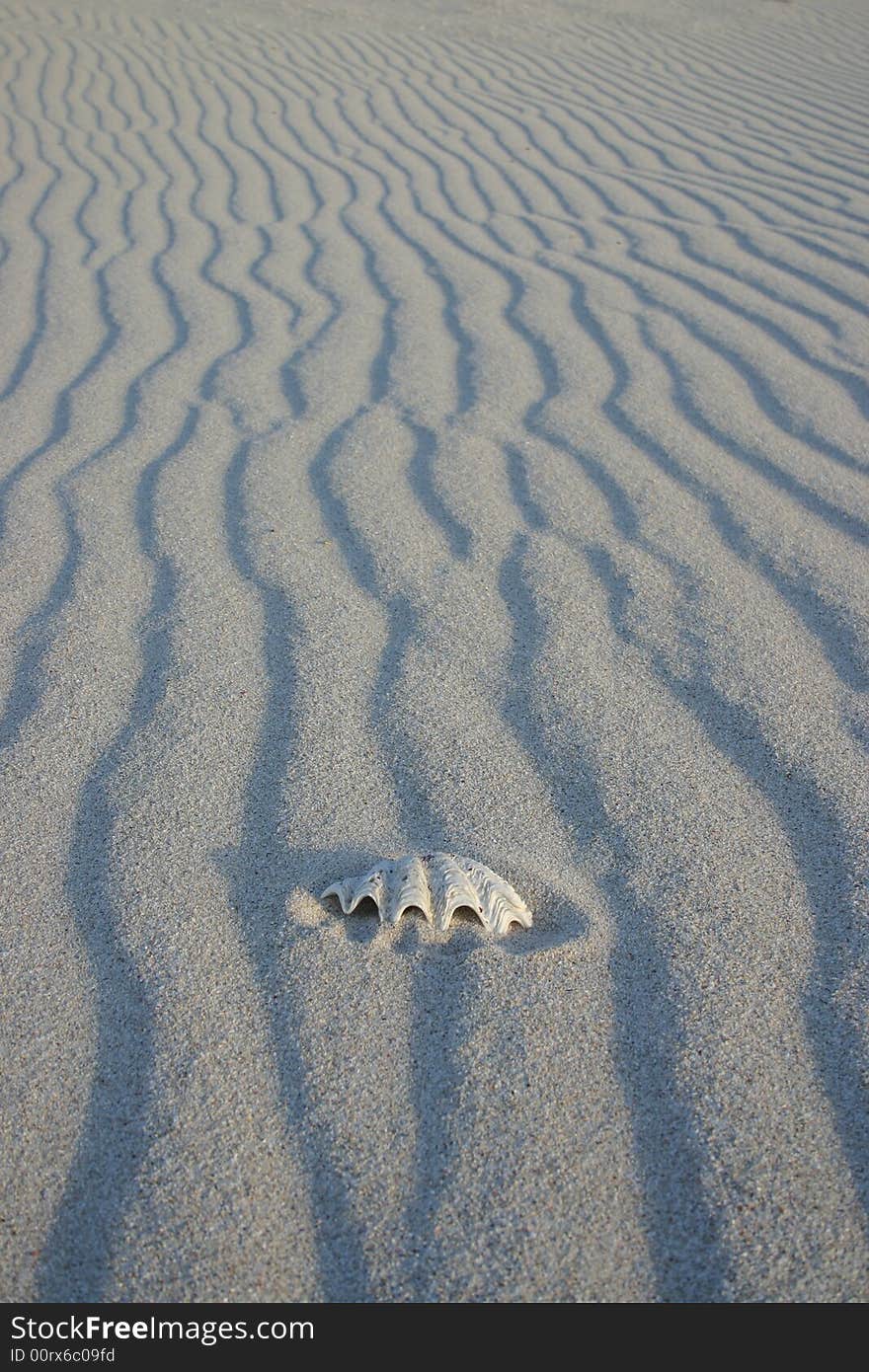 Sand pattern with one shell peeking out of the sand . Australia. Sand pattern with one shell peeking out of the sand . Australia.