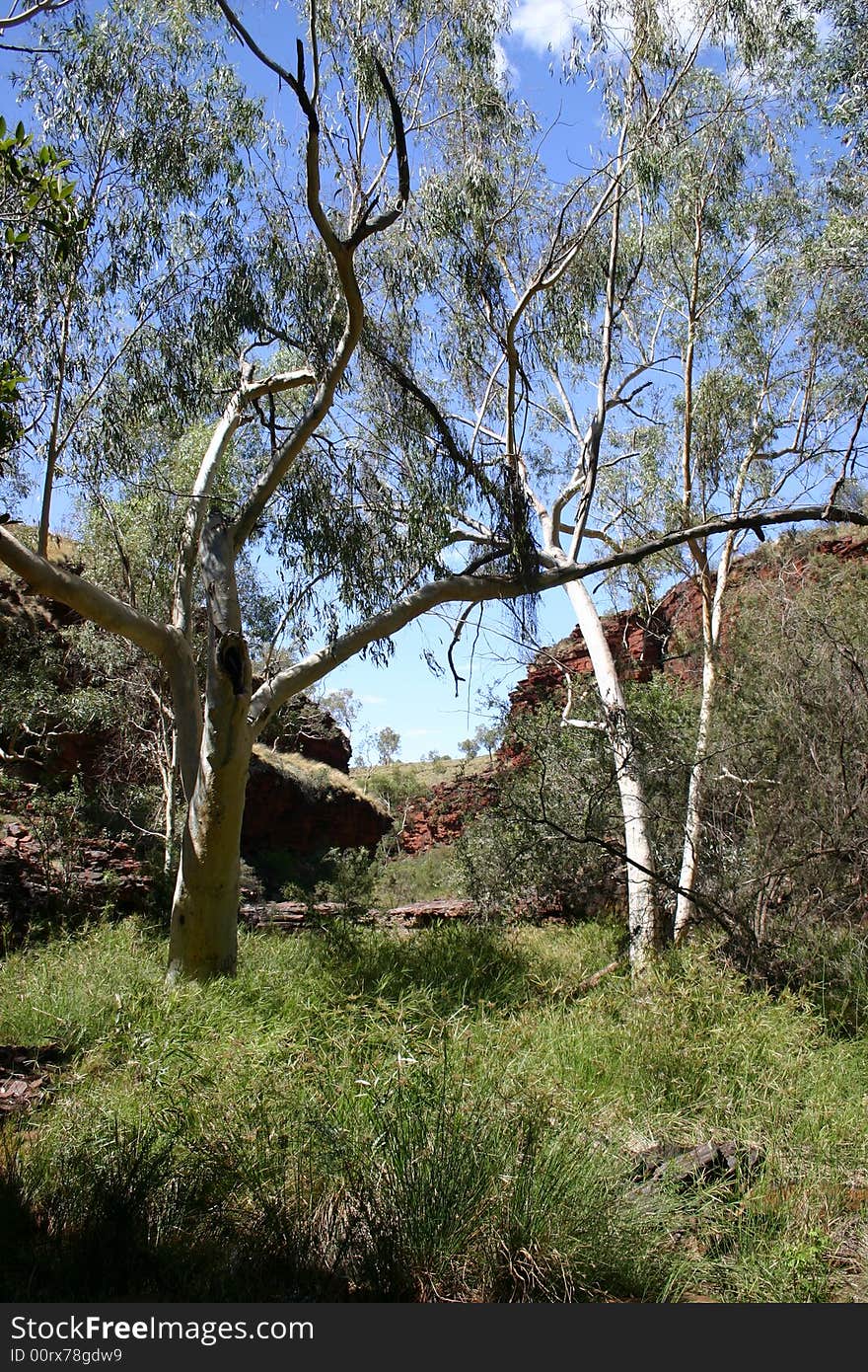 Australian landscape scene with deciduous trees and colorful red rocks in background.