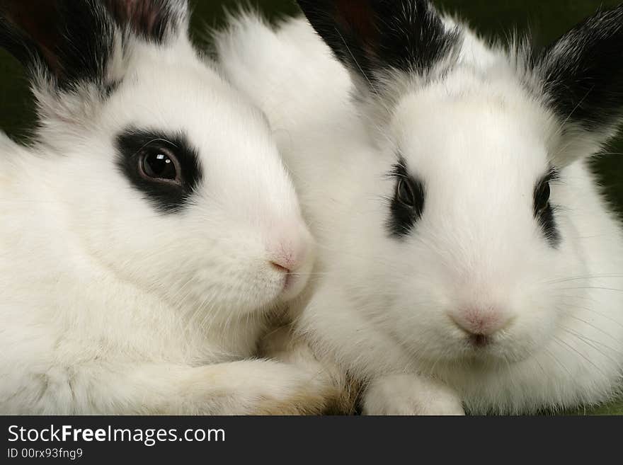 Close up portrait of twin cute rabbits. Close up portrait of twin cute rabbits