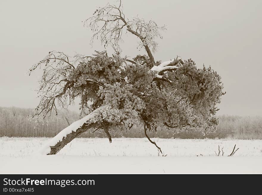 Aged lonely tree in the middle of a field.