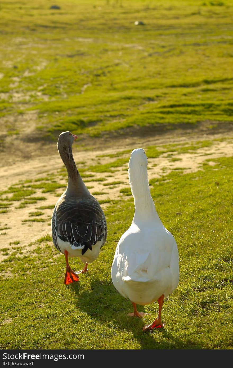 Two Geese Walking