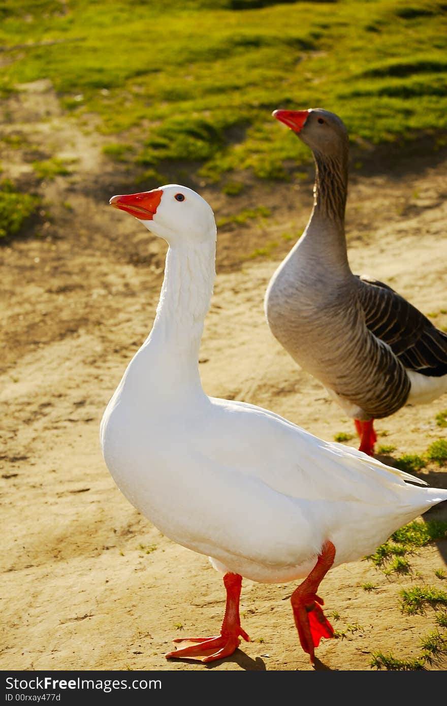 Two geese walking