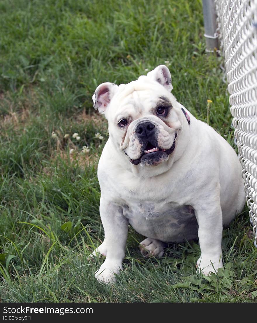 White English bulldog leaning against chain link fence. White English bulldog leaning against chain link fence