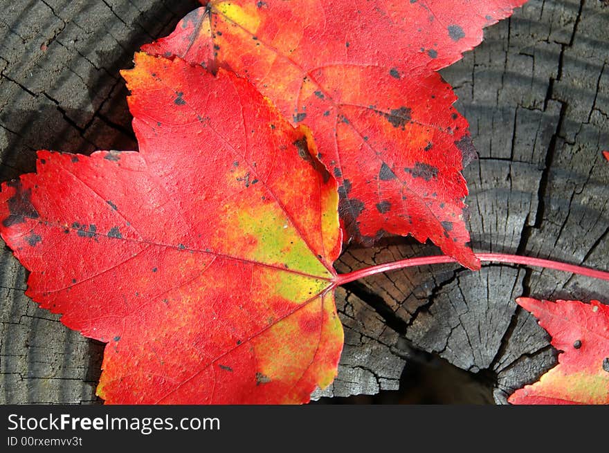 A few red fall leaves on a wooden stump for texture. A few red fall leaves on a wooden stump for texture