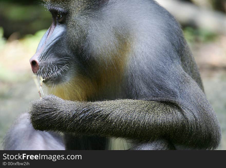 Mandrill Baboon