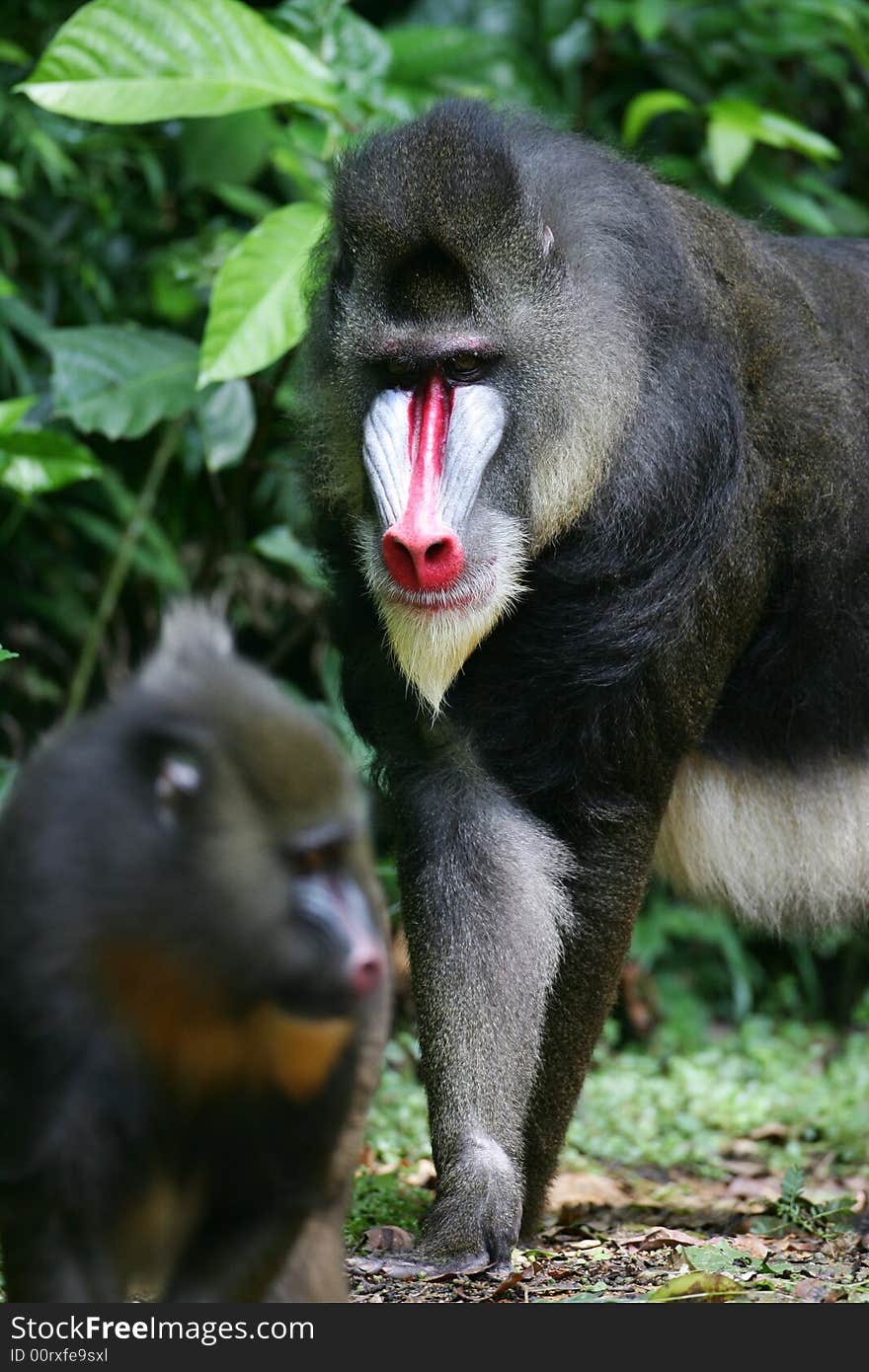 Mandrill Baboon