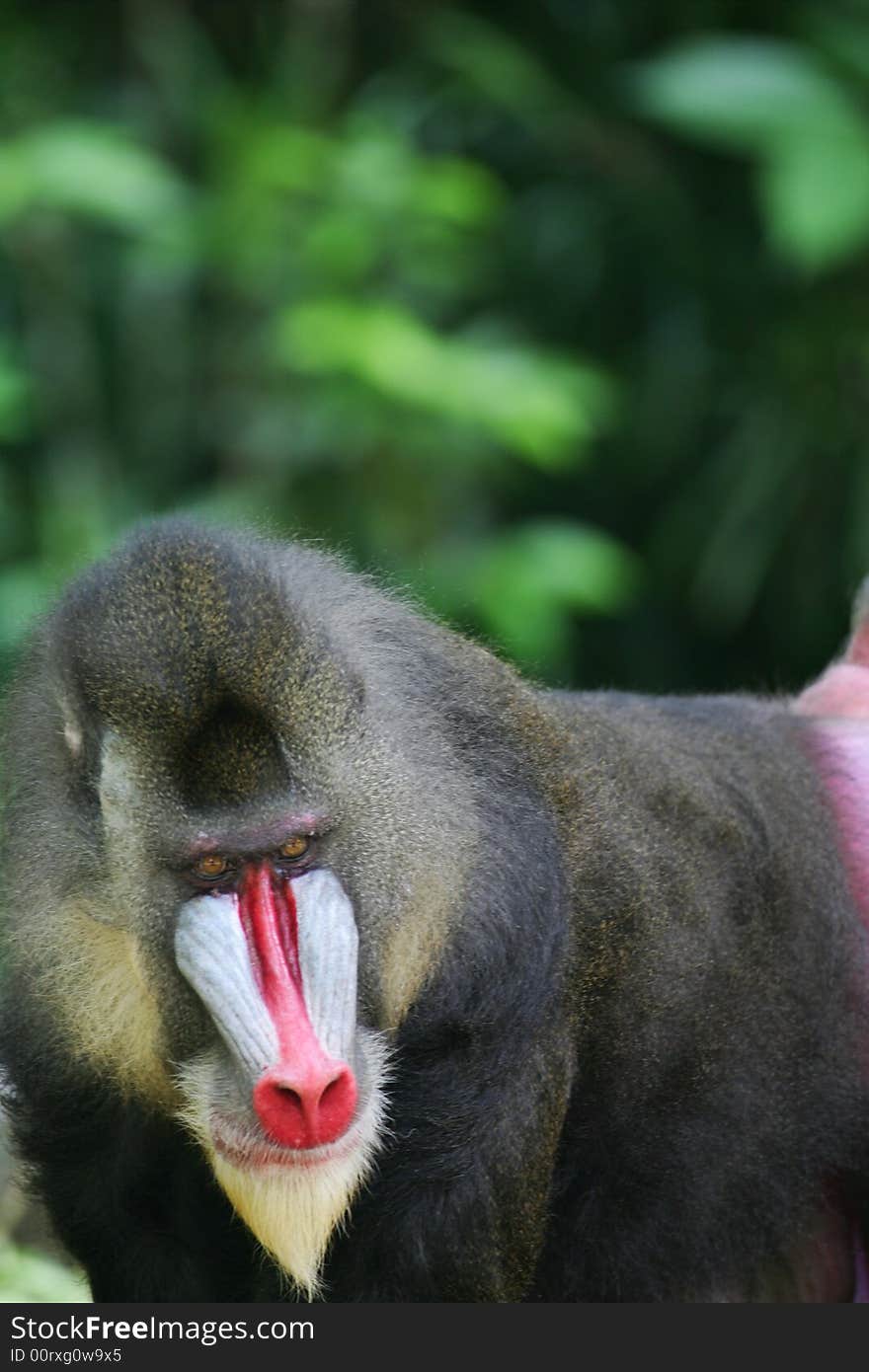 Mandrill Baboon