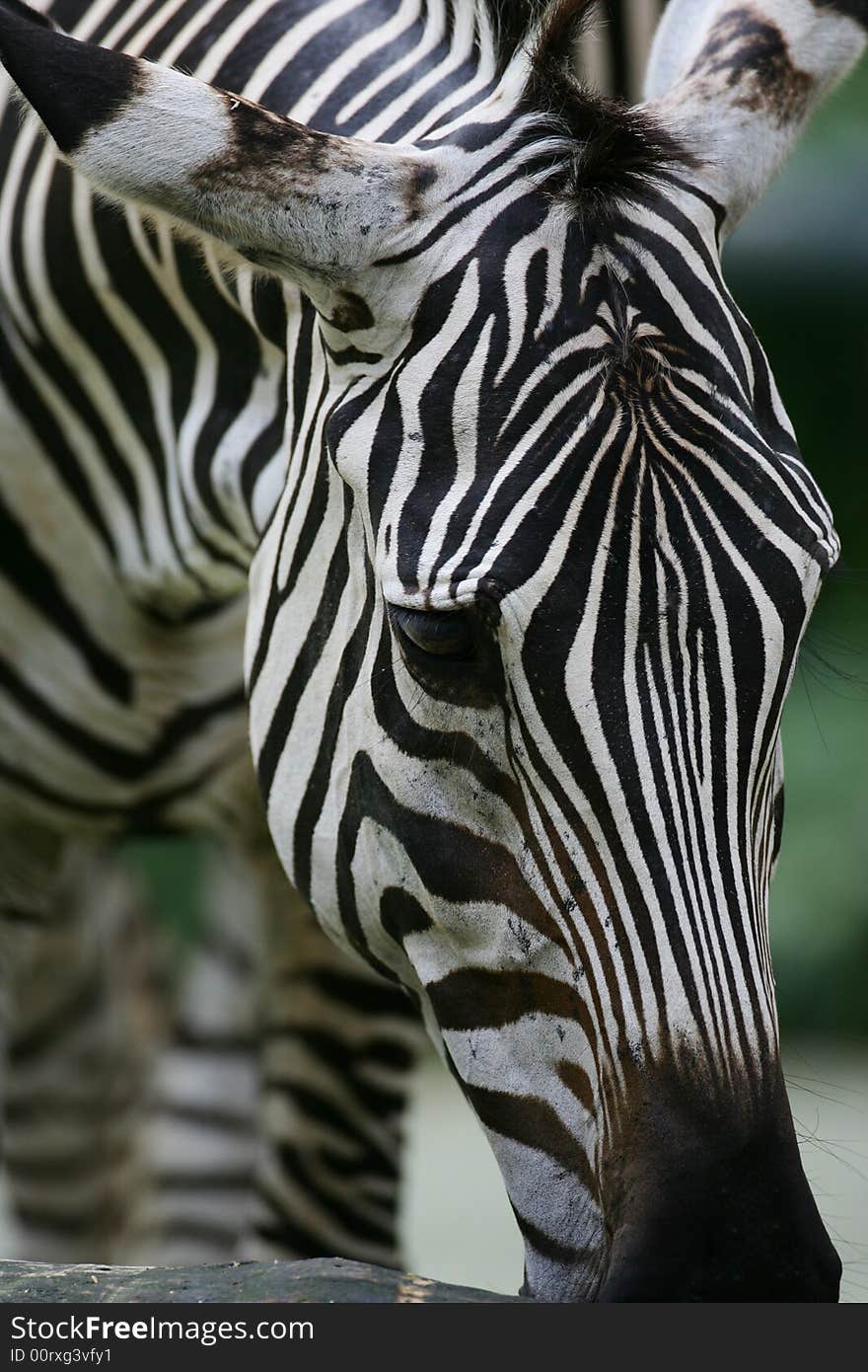 A shot of a herd of African Zebra. A shot of a herd of African Zebra