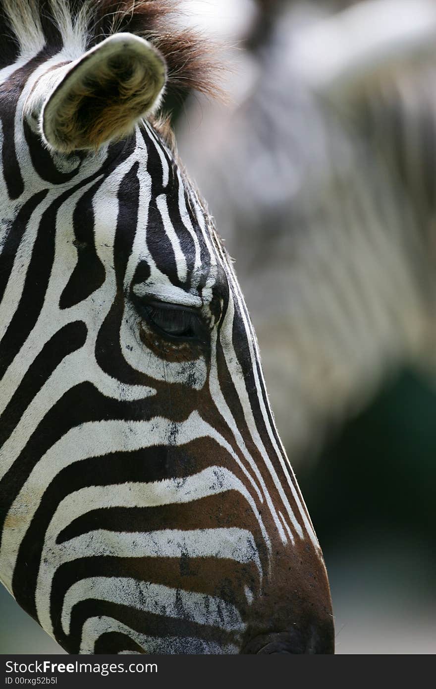 A shot of a herd of African Zebra. A shot of a herd of African Zebra