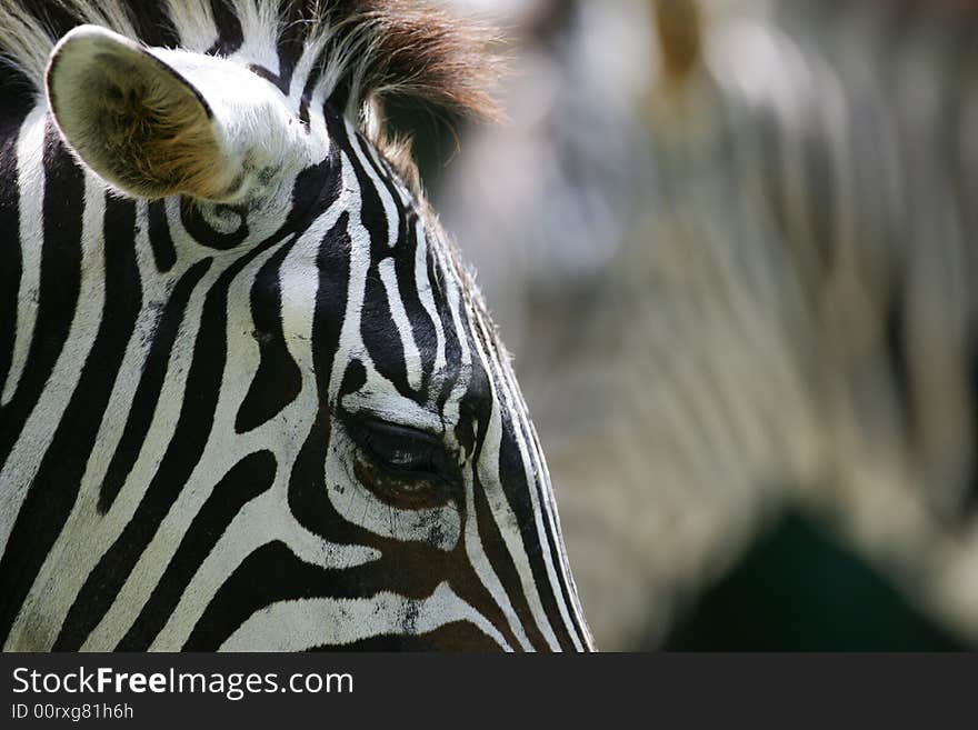 A shot of a herd of African Zebra. A shot of a herd of African Zebra