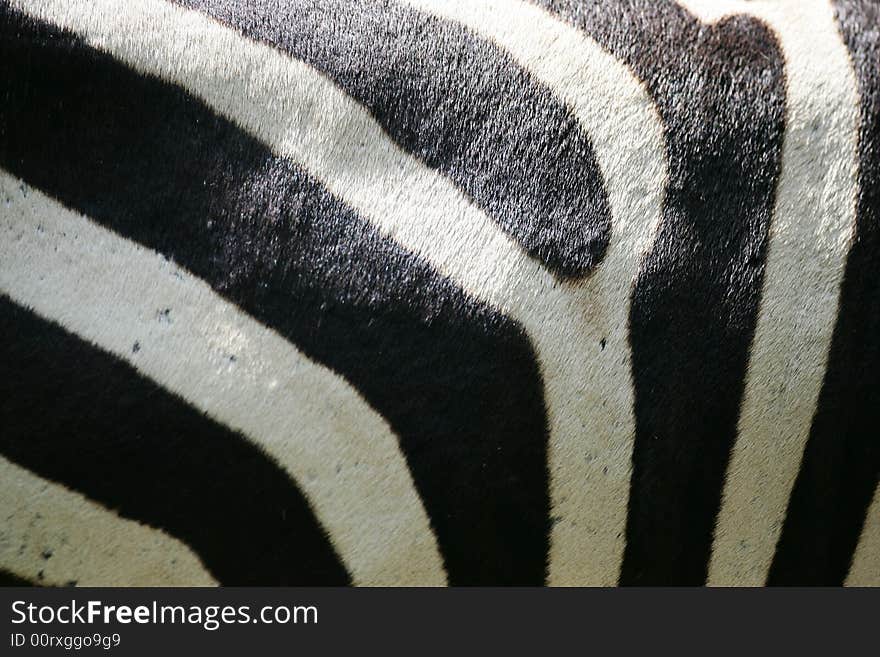 A shot of a herd of African Zebra. A shot of a herd of African Zebra