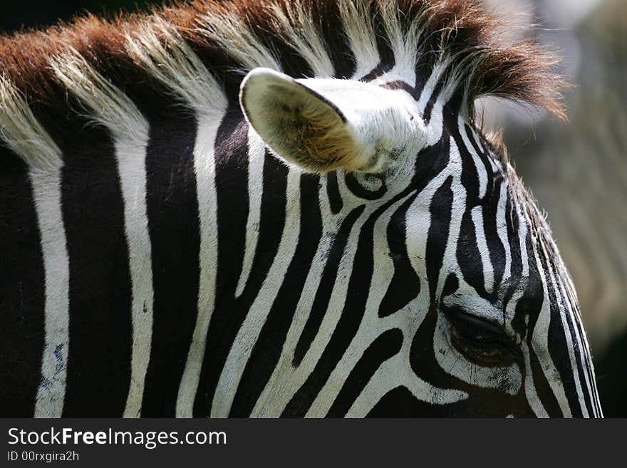 A shot of a herd of African Zebra. A shot of a herd of African Zebra