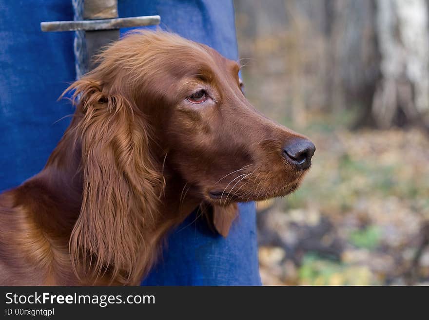 Portreat of the beatiful irish setter it autumn forest with sword. Portreat of the beatiful irish setter it autumn forest with sword