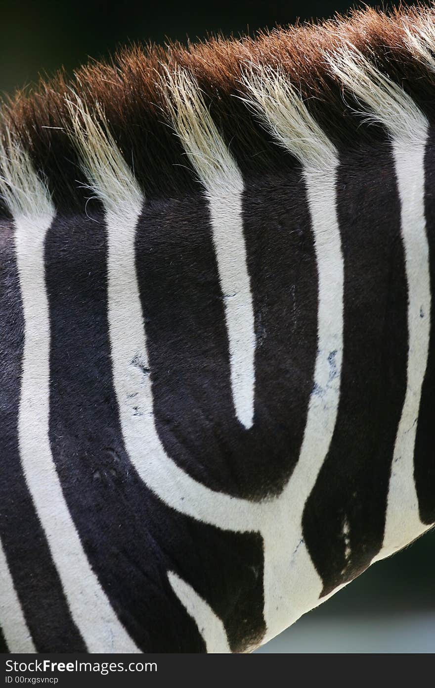 A shot of a herd of African Zebra. A shot of a herd of African Zebra