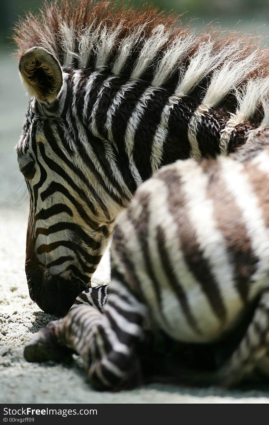 A shot of a herd of African Zebra. A shot of a herd of African Zebra