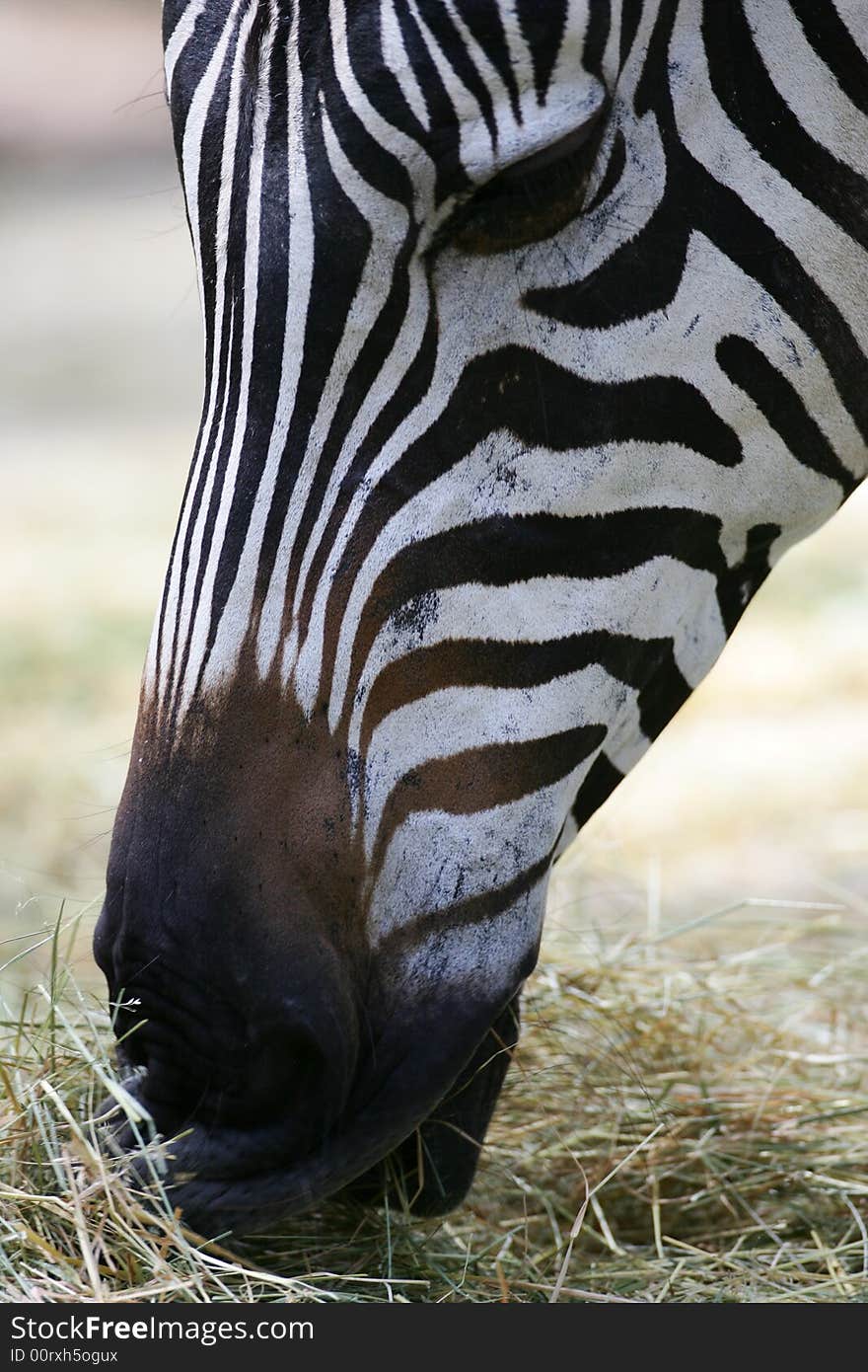 A shot of a herd of African Zebra. A shot of a herd of African Zebra