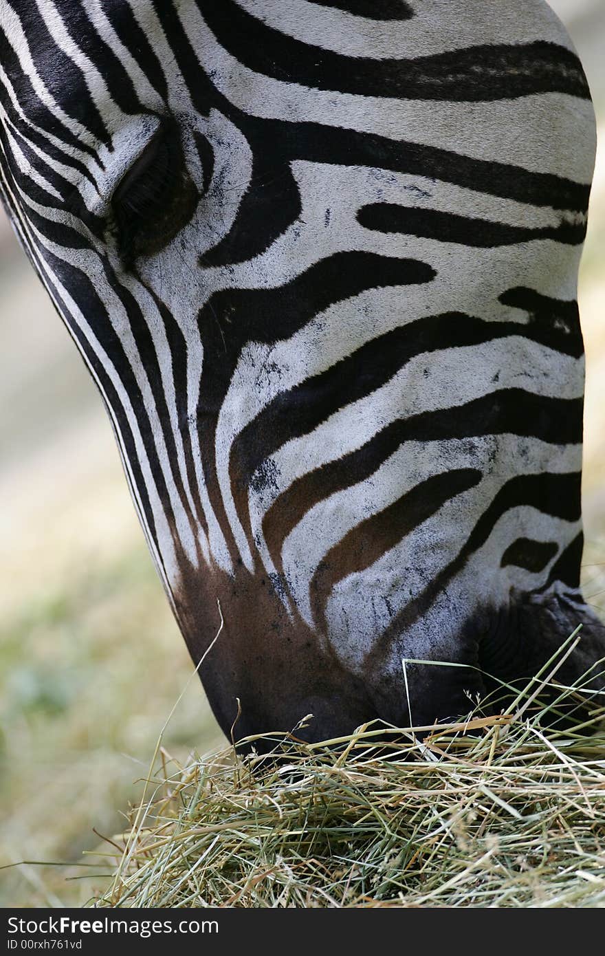 A shot of a herd of African Zebra. A shot of a herd of African Zebra