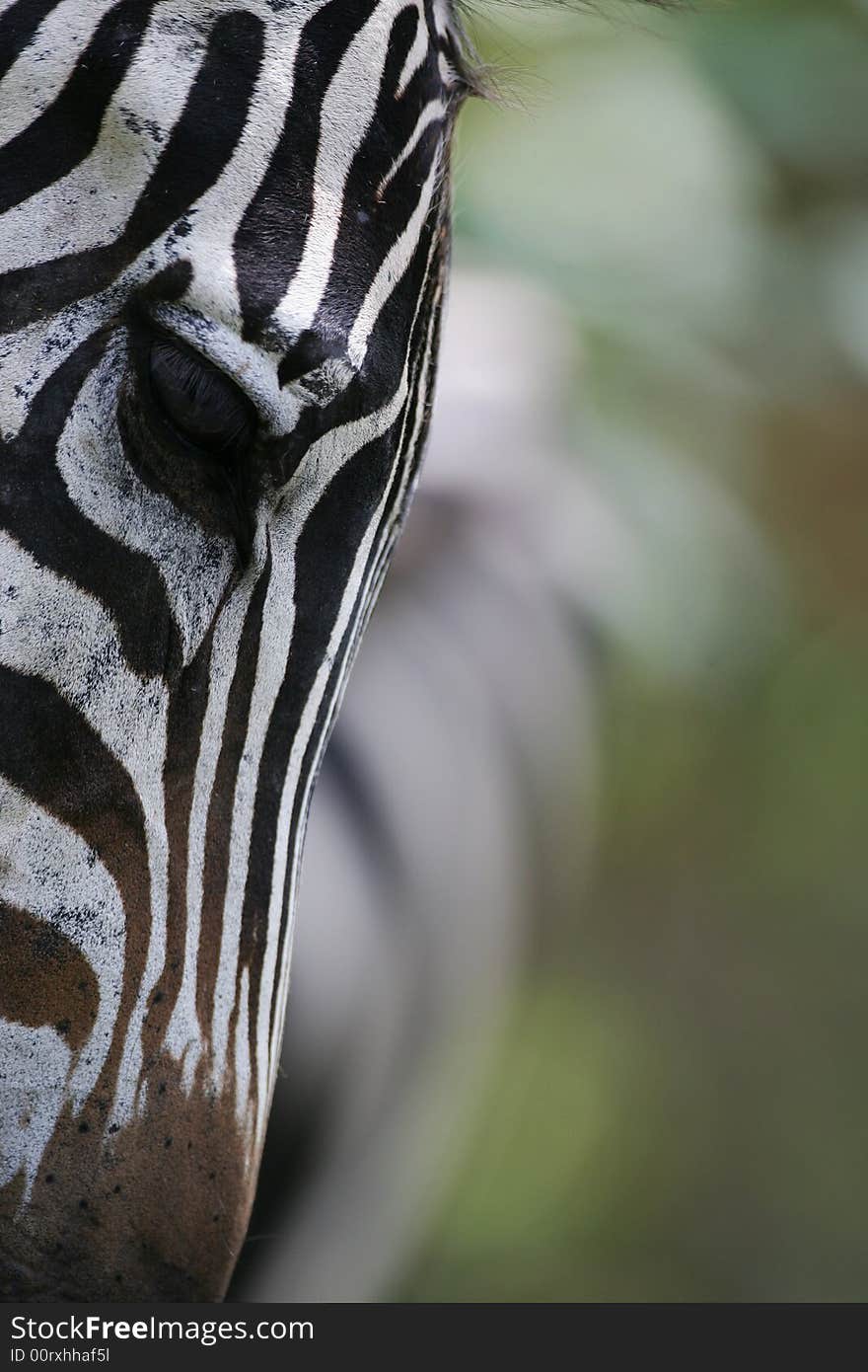 A shot of a herd of African Zebra. A shot of a herd of African Zebra