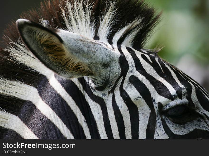 A shot of a herd of African Zebra. A shot of a herd of African Zebra