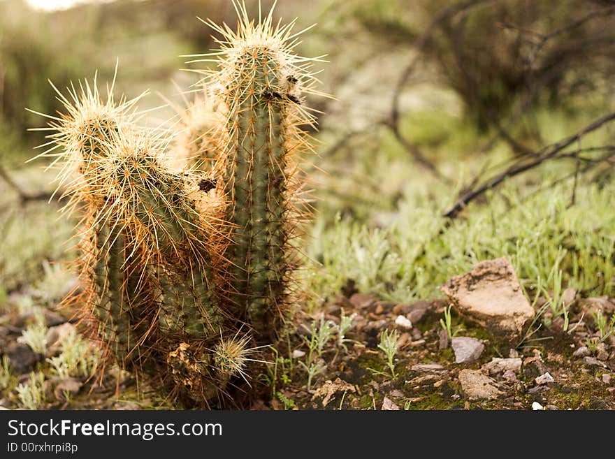 A very prickly looking cactus in grass. A very prickly looking cactus in grass