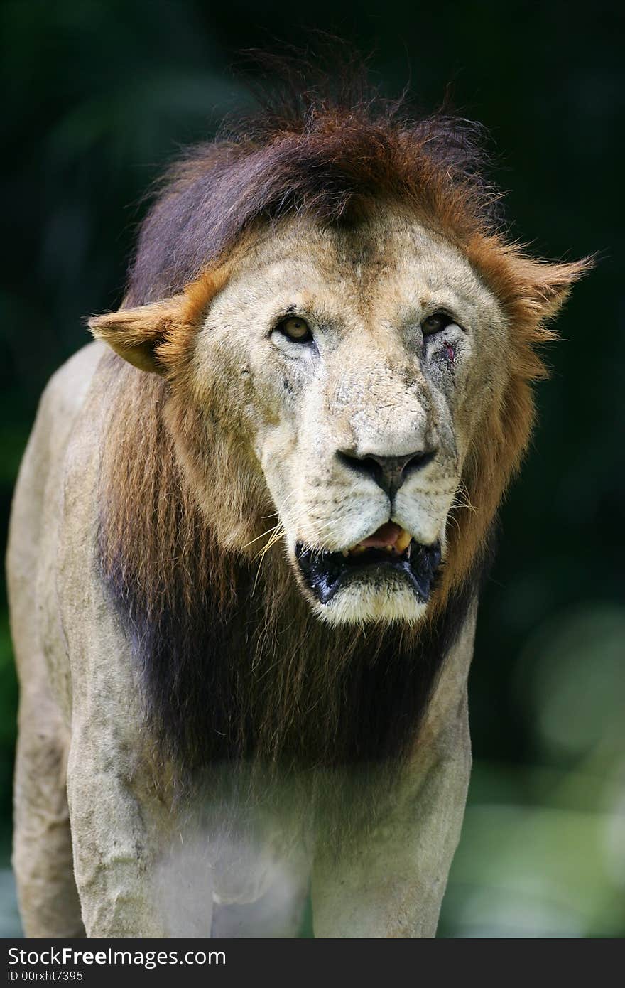 A shot of a pride of African Lions